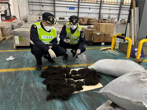 这样的人发属于 洋垃圾 禁止进口 上海海关首次在进口货运渠道查获固体废物人发0.5吨